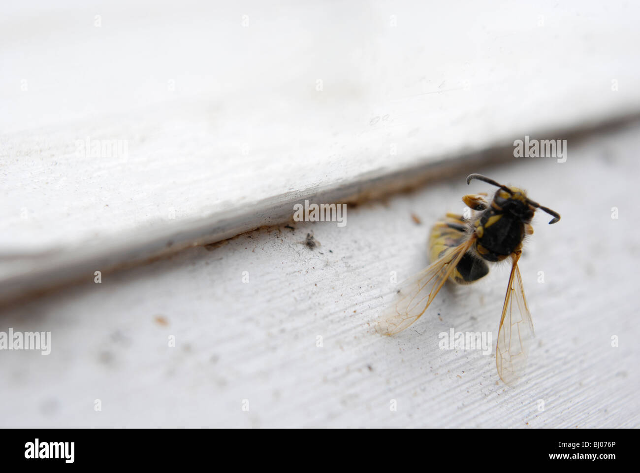 Dead wasp on window sill Stock Photo