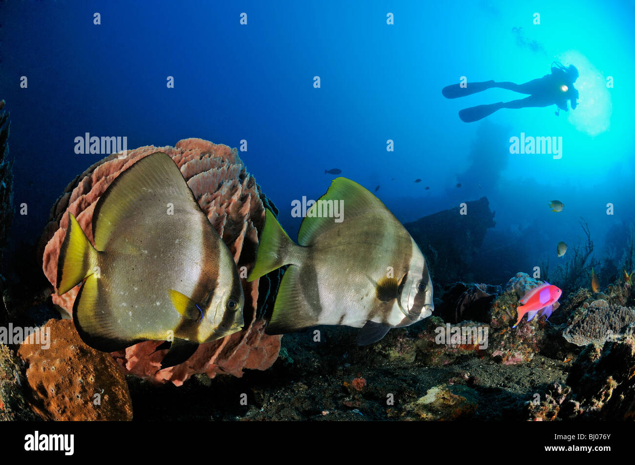 Platax pinnatus, 2 Shaded batfish with scuba diver, Liberty Wreck, Tulamben, Bali, Indonesia, Indo-Pacific Ocean Stock Photo