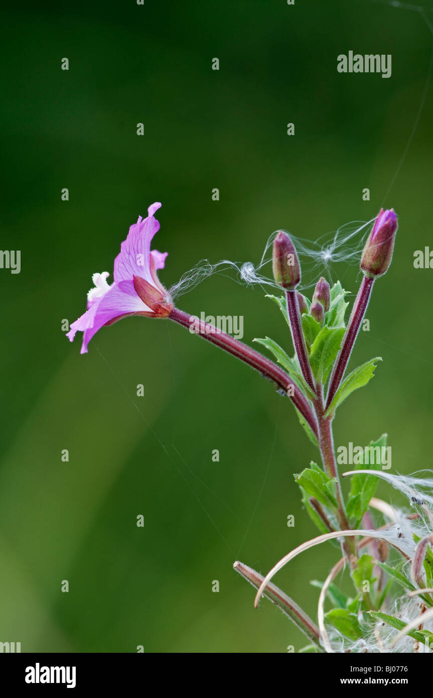 Great Willowherb:  Epilobium hirsutum. With seeds Stock Photo