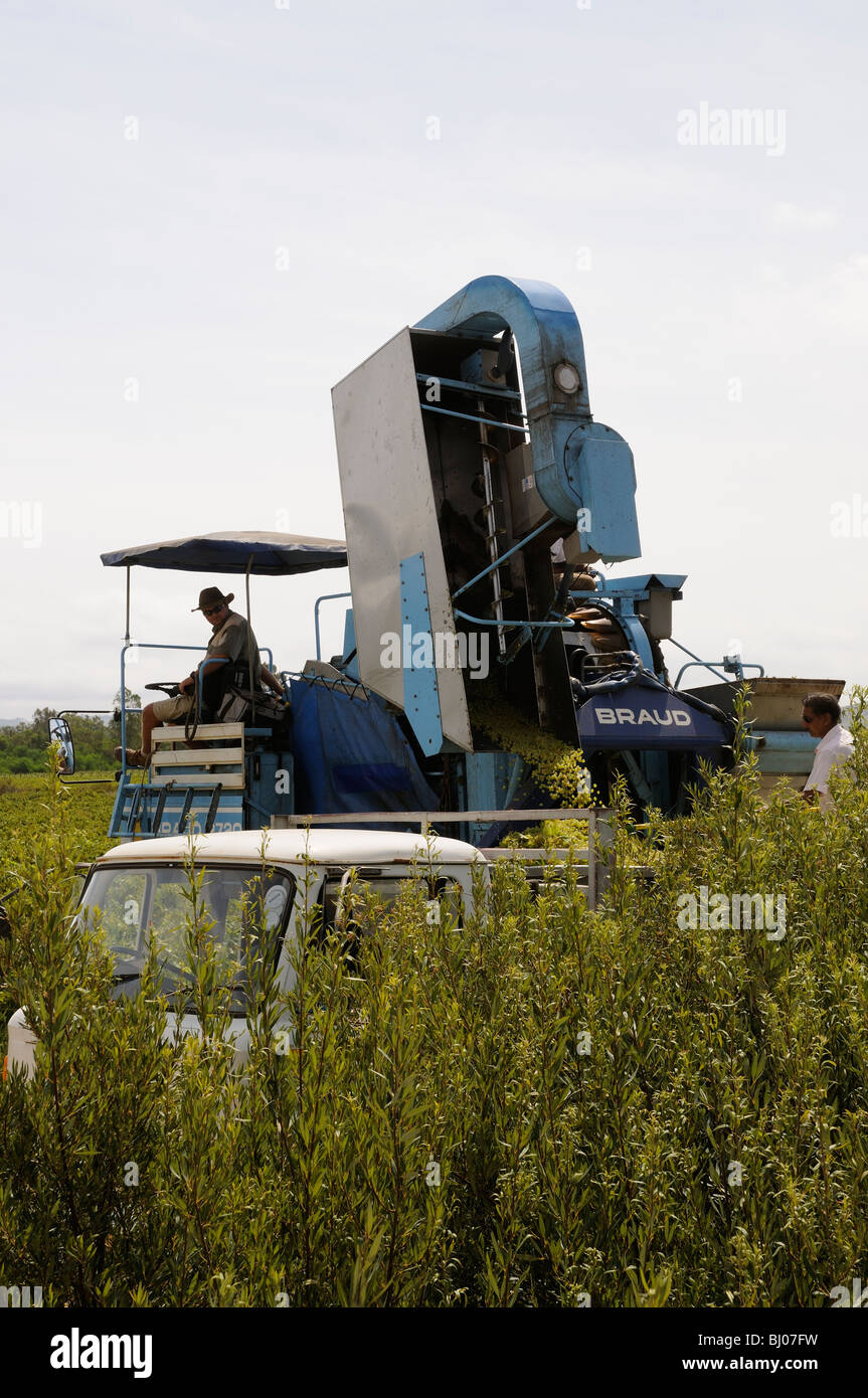 A Braud mechanical harvesting machine working in a south African vineyard at harvest time near Paarl Western Cape S Africa Stock Photo