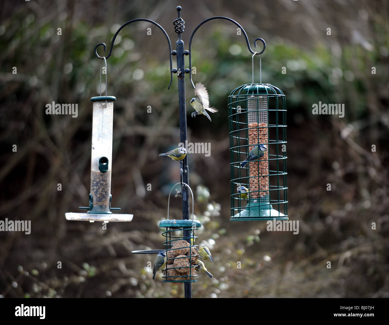Various Tits Feeding At A Garden Bird Feeder Station At The Rspb