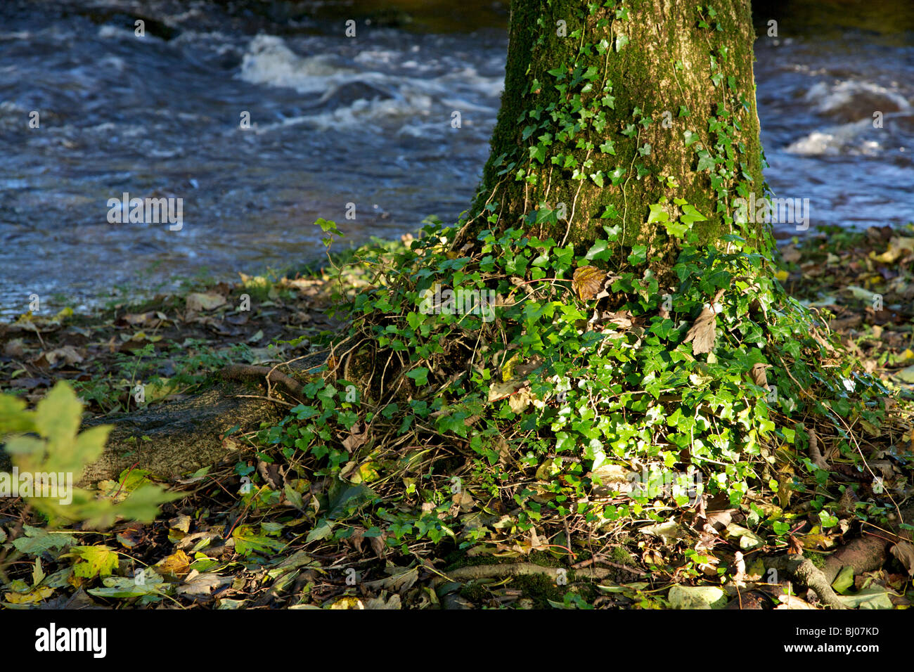 base of tree covered in ivy, with swift running river in background Stock Photo