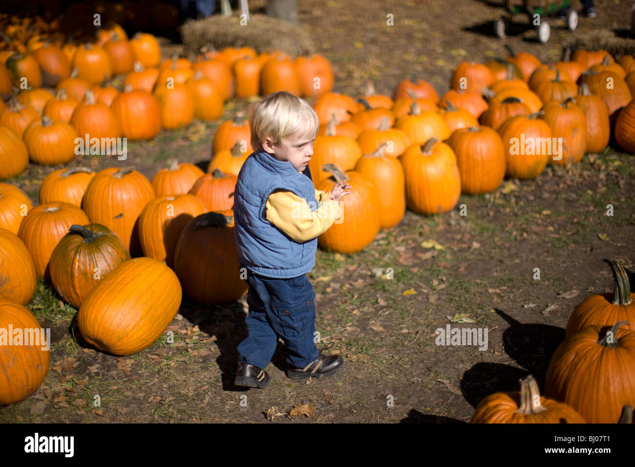 Young boy at a pumpkin patch. Stock Photo