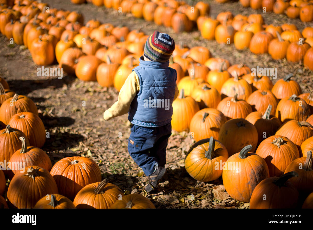 Young boy at a pumpkin patch. Stock Photo