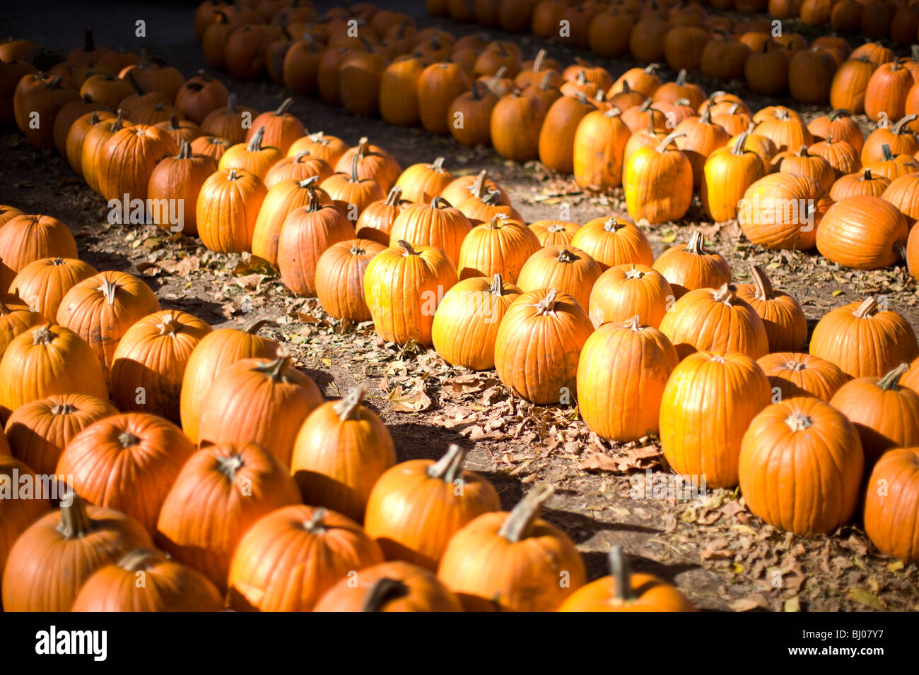 Rows of pumpkins at the pumpkin patch. Stock Photo