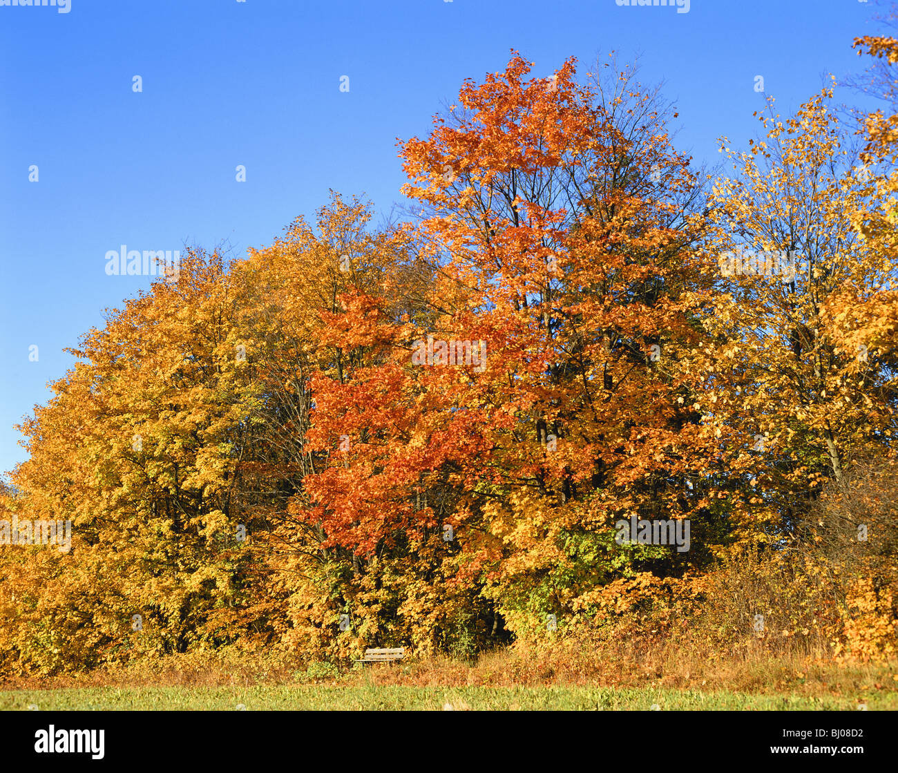Autumn leaves sky background hi-res stock photography and images - Alamy