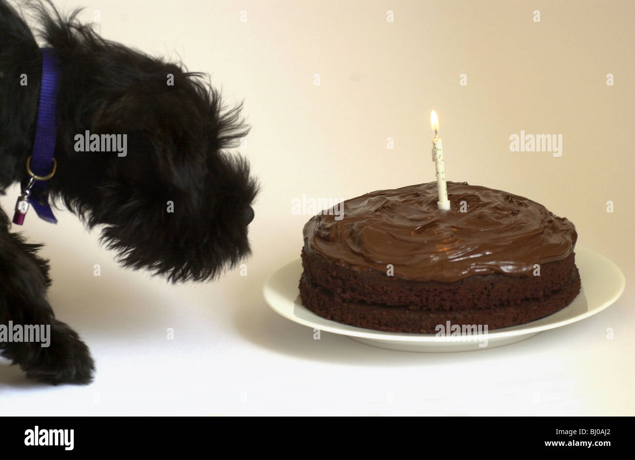 schnauzer birthday cake