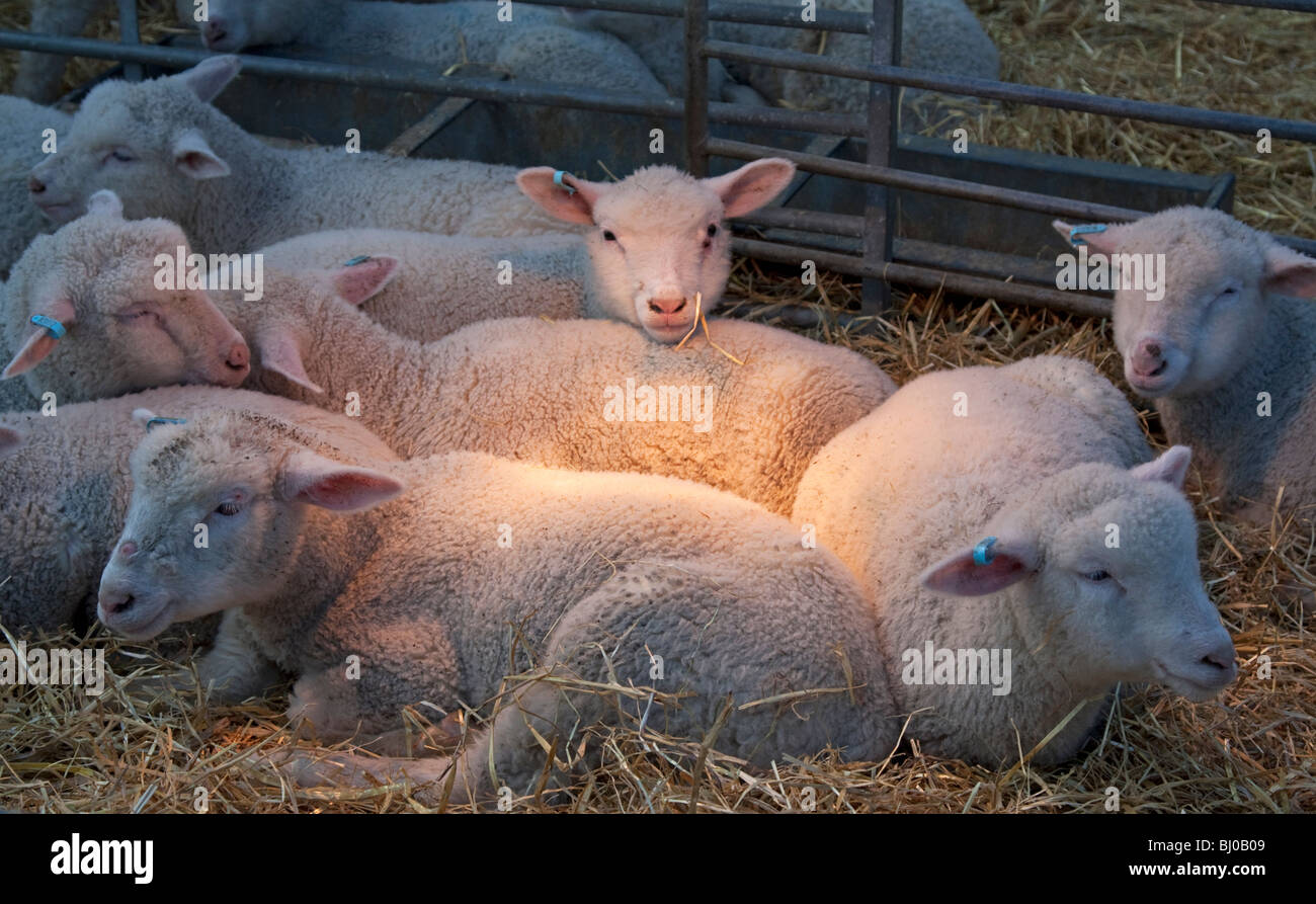 Leighton buzzard hires stock photography and images Alamy