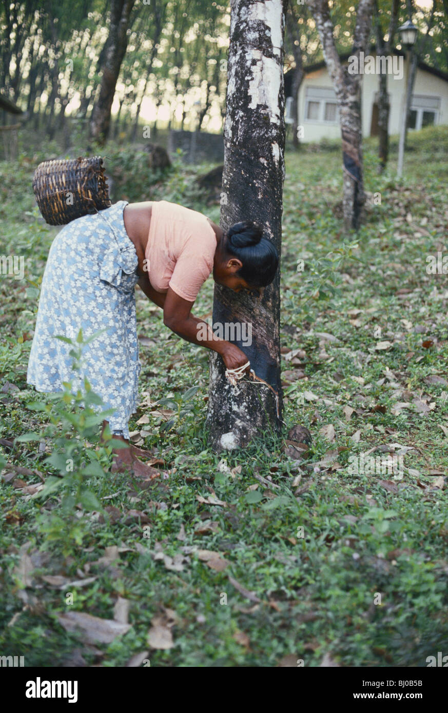 Woman Rubber Tapping Sri Lanka Stock Photo Alamy