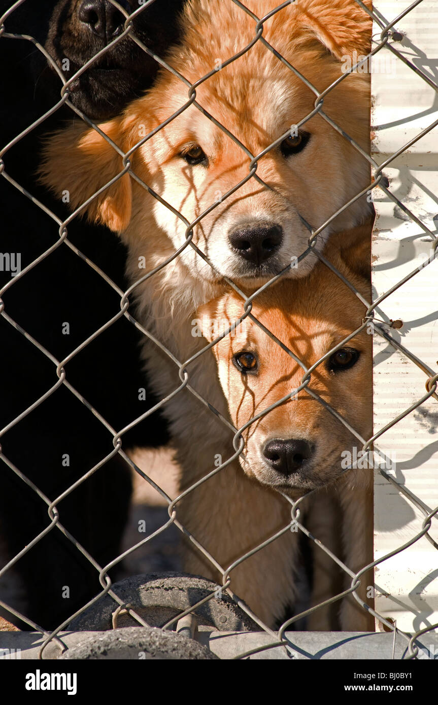 Two junk yard dogs peering through chain link fence Stock Photo Alamy