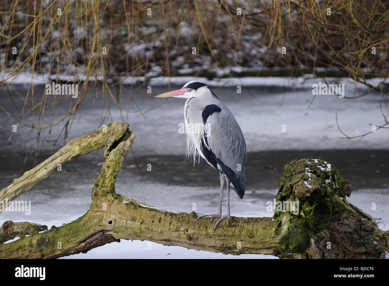 great blue heron resting a collapsed tree on a icy lake Stock Photo
