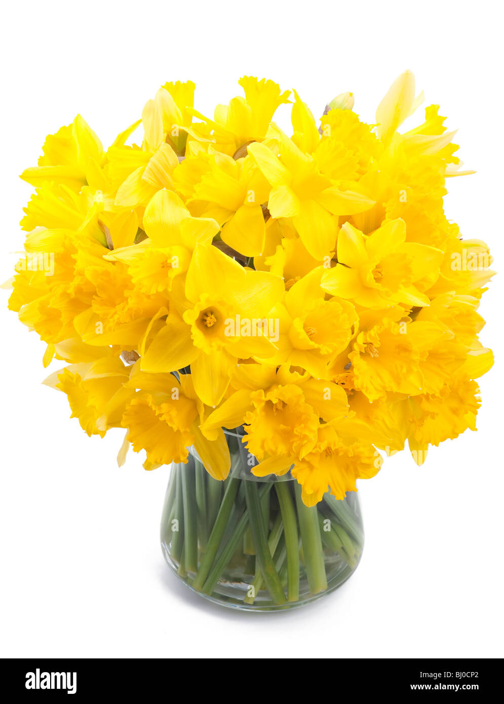 Vase of blooming yellow daffodils against white cutout studio background Stock Photo
