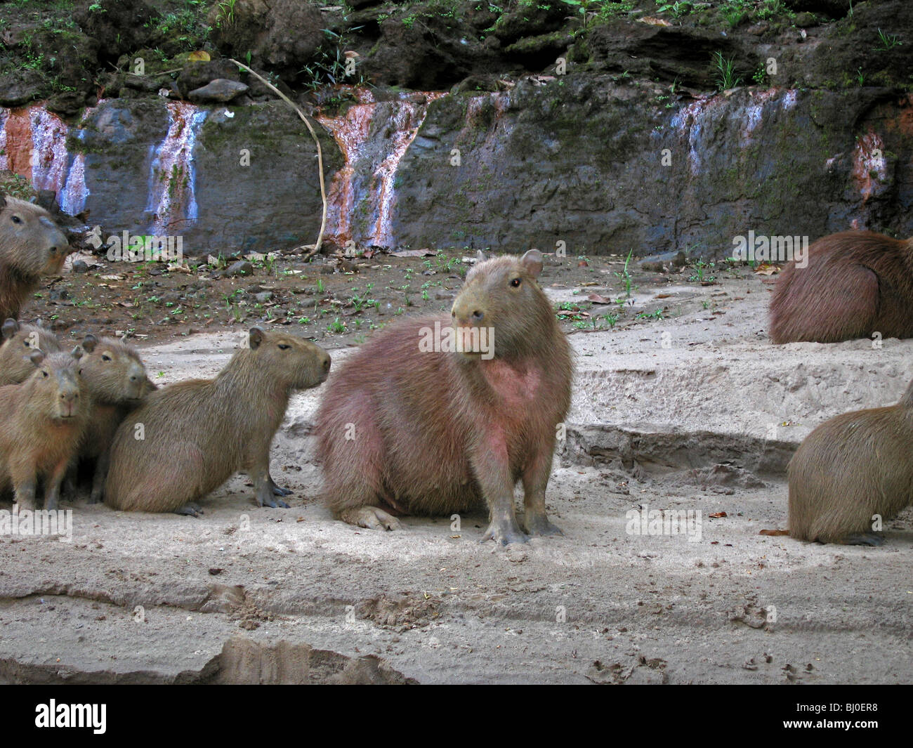 The capybara, the world's largest rodent, as seen in Peru's Tambopata National Reserve near Puerto Maldonado. Stock Photo