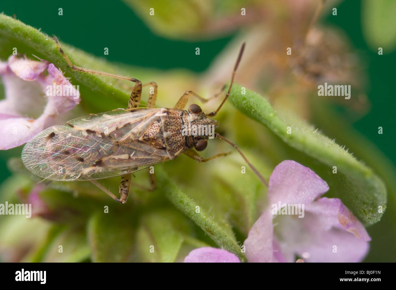 Sap Sucking Bug High Resolution Stock Photography and Images Alamy
