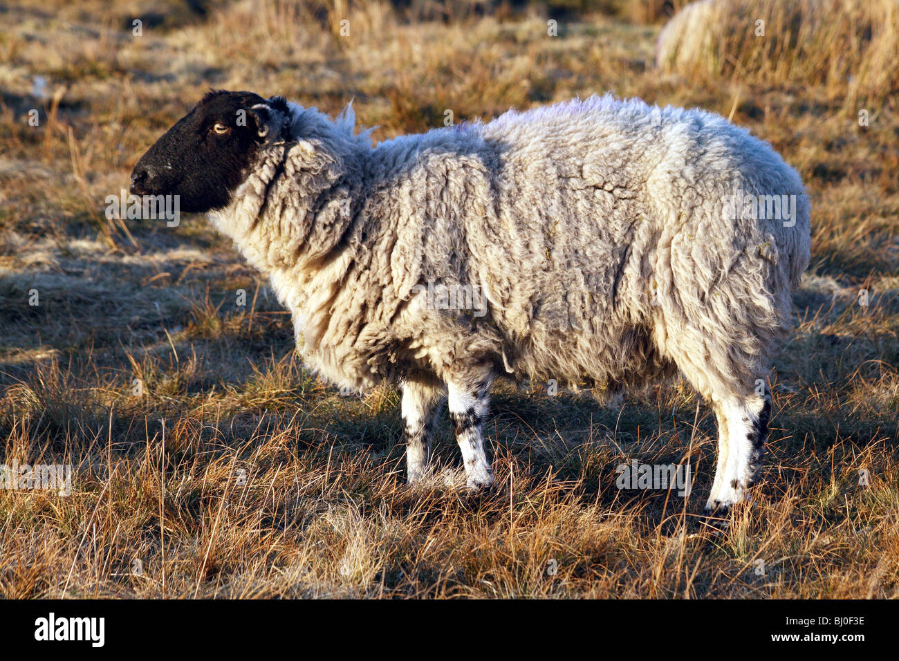 Sheep Breeds Derbyshire Gritstone Sheep a domestic farm Animal which is usually polled Stock Photo