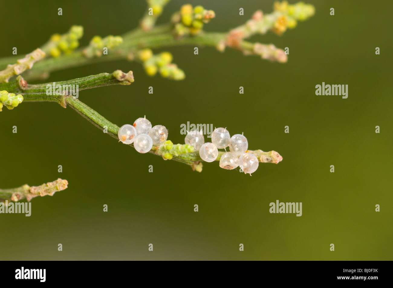 Cluster of bug eggs on leaves of Australian cherry ballart Stock Photo