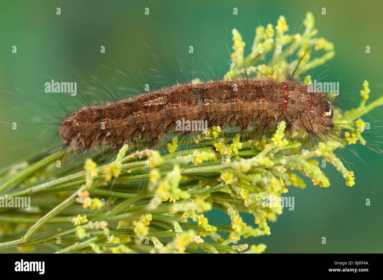 Larva of Australian crexa moth Stock Photo
