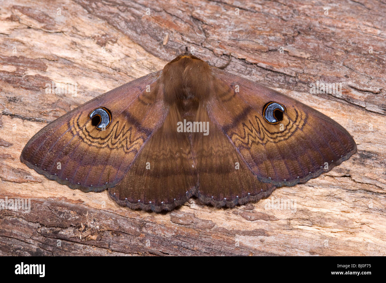 Australian brown house moth Stock Photo