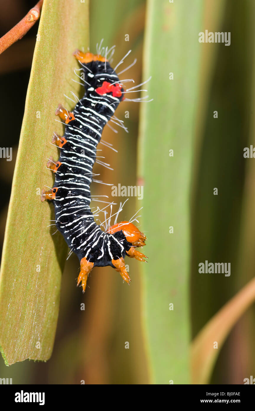 Australian mistletoe moth larva Stock Photo