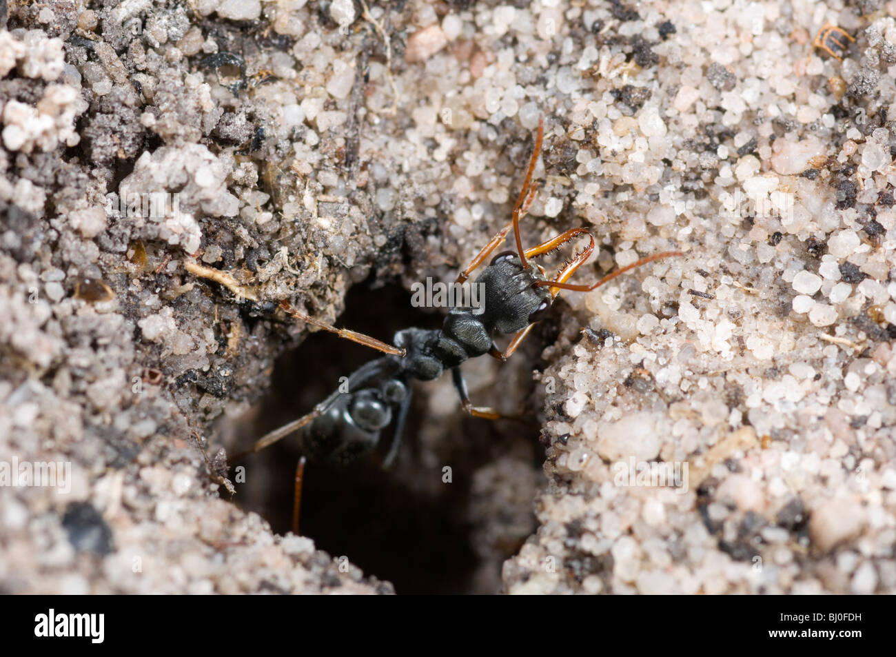 Australian jack jumper ant at nest entrance Stock Photo - Alamy