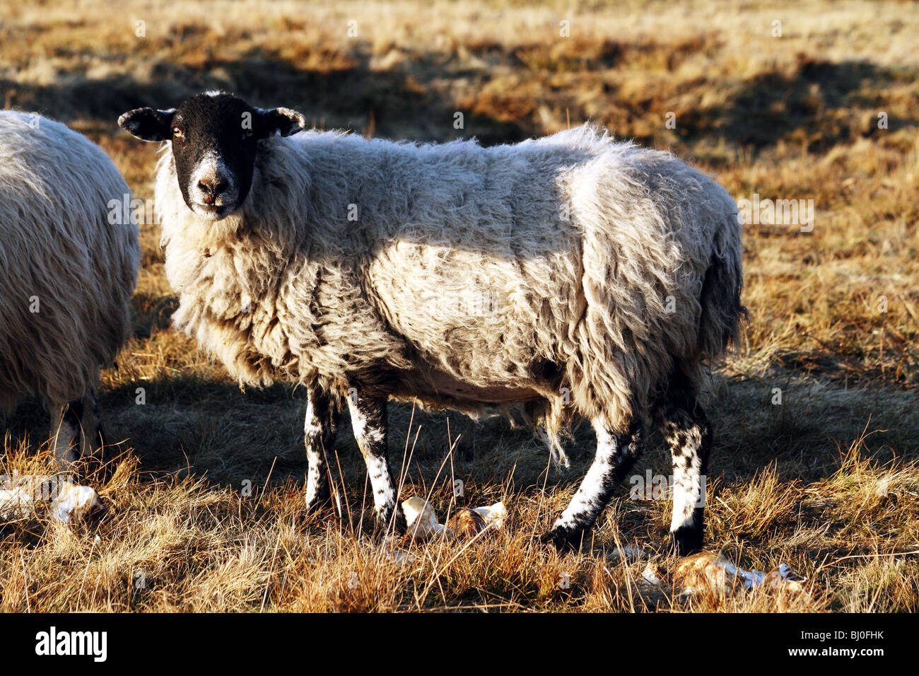 Sheep Breeds Derbyshire Gritstone Sheep a domestic farm Animal which is usually polled Stock Photo