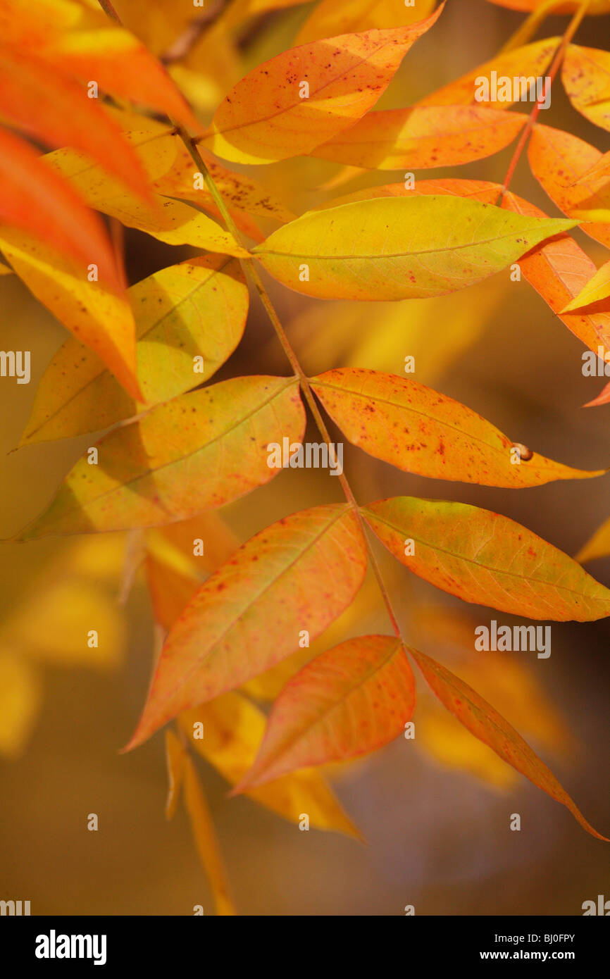 BRIGHT YELLOW RED ORANGE SUMAC LEAVES IN SUNSET LIGHT AUTUMN FALL COLOR ...