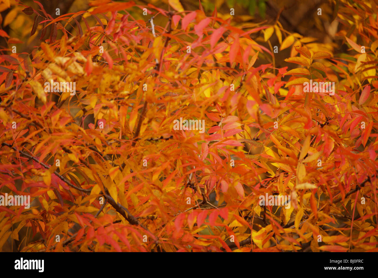 BRIGHT YELLOW RED ORANGE SUMAC LEAVES IN SUNSET LIGHT AUTUMN FALL COLOR