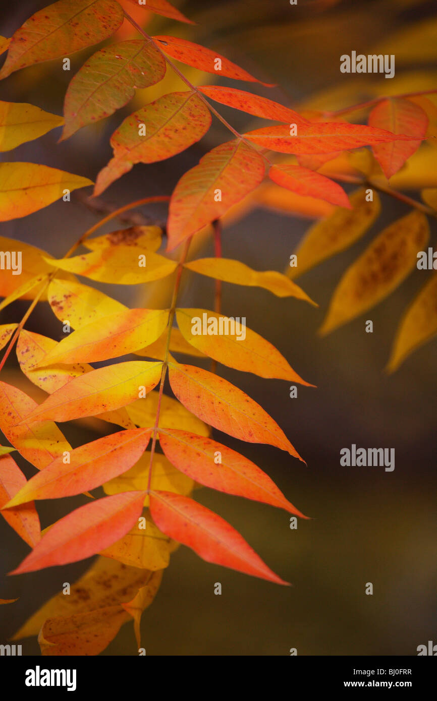 BRIGHT YELLOW RED ORANGE SUMAC LEAVES IN SUNSET LIGHT AUTUMN FALL COLOR ...