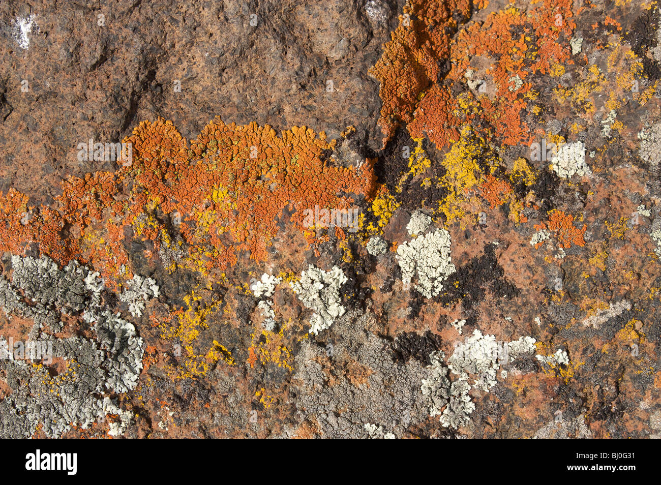Colorful lichen on rock. Yellowstone National Park. Stock Photo