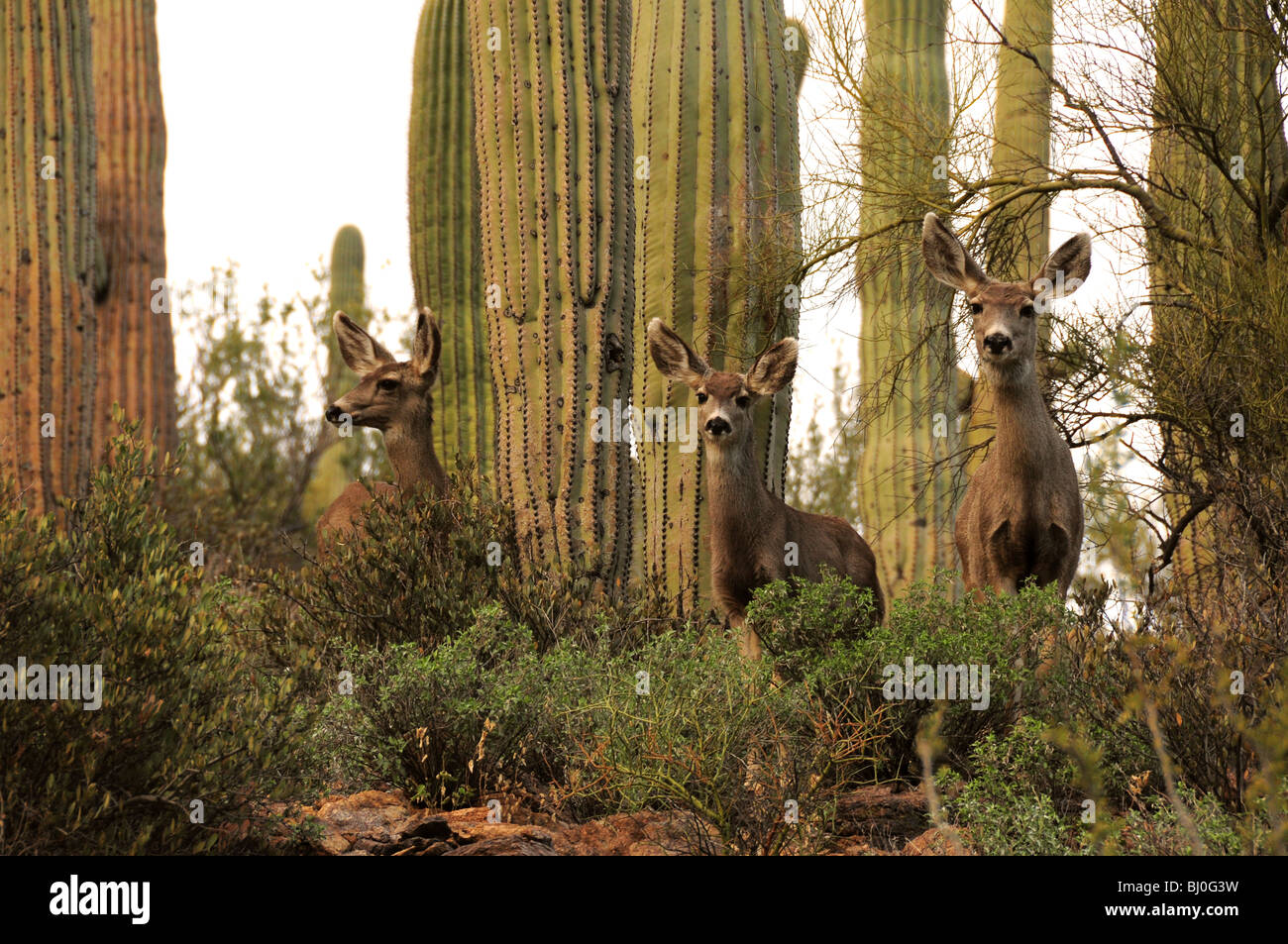 Mule deer, (Odocoileus hemionus), in the Tucson Mountains at Tucson