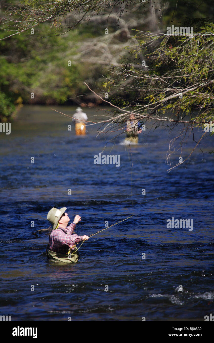 ELDERLY RETIRED FISHERMAN IN RIVER TRYING TO GET FLY LINE AND LURE OUT OF TREE SNAG TANGLE TOCCOA RIVER GEORGIA Stock Photo