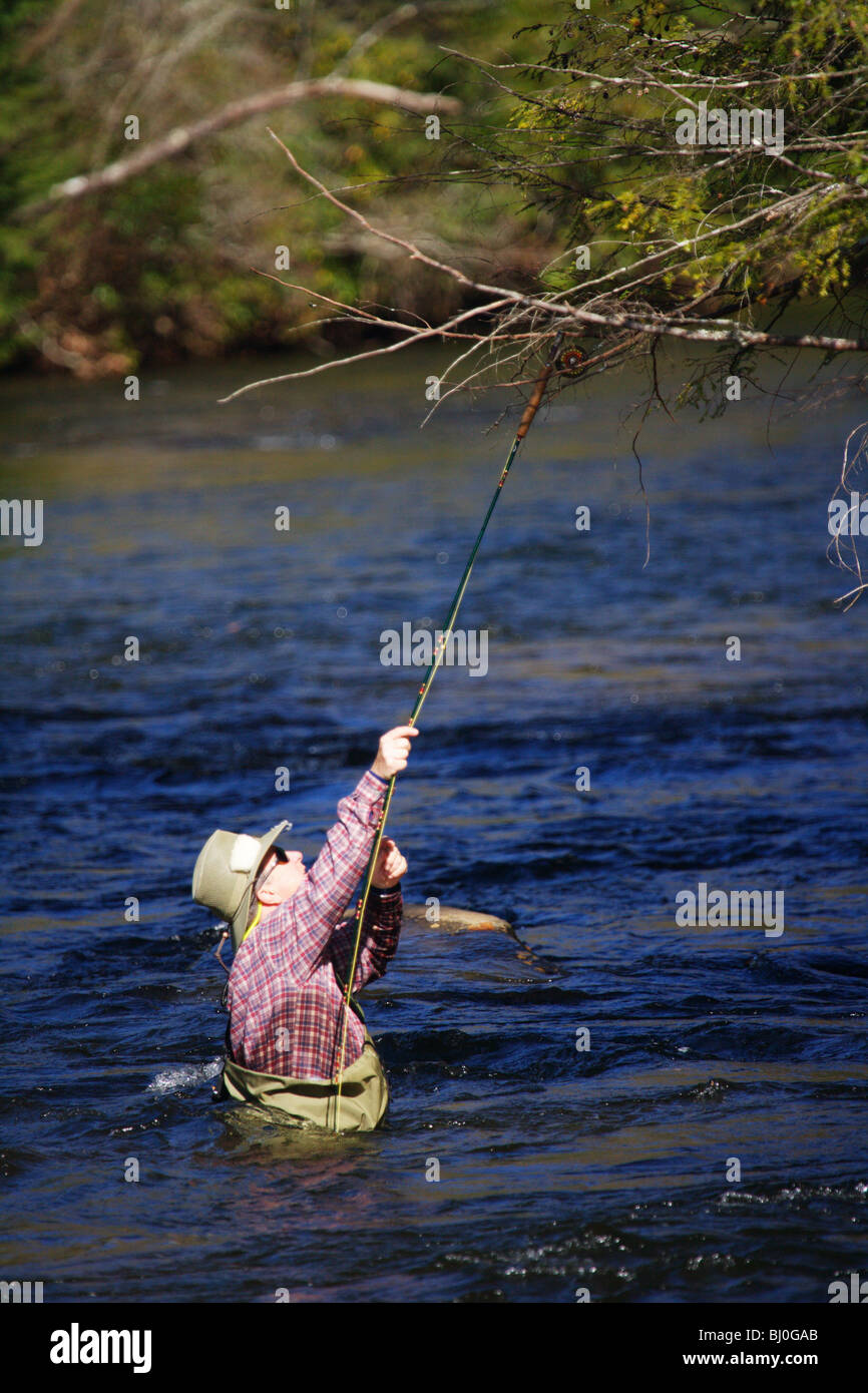 ELDERLY RETIRED FISHERMAN IN RIVER TRYING TO GET FLY LINE AND LURE OUT OF TREE SNAG TANGLE TOCCOA RIVER GEORGIA Stock Photo