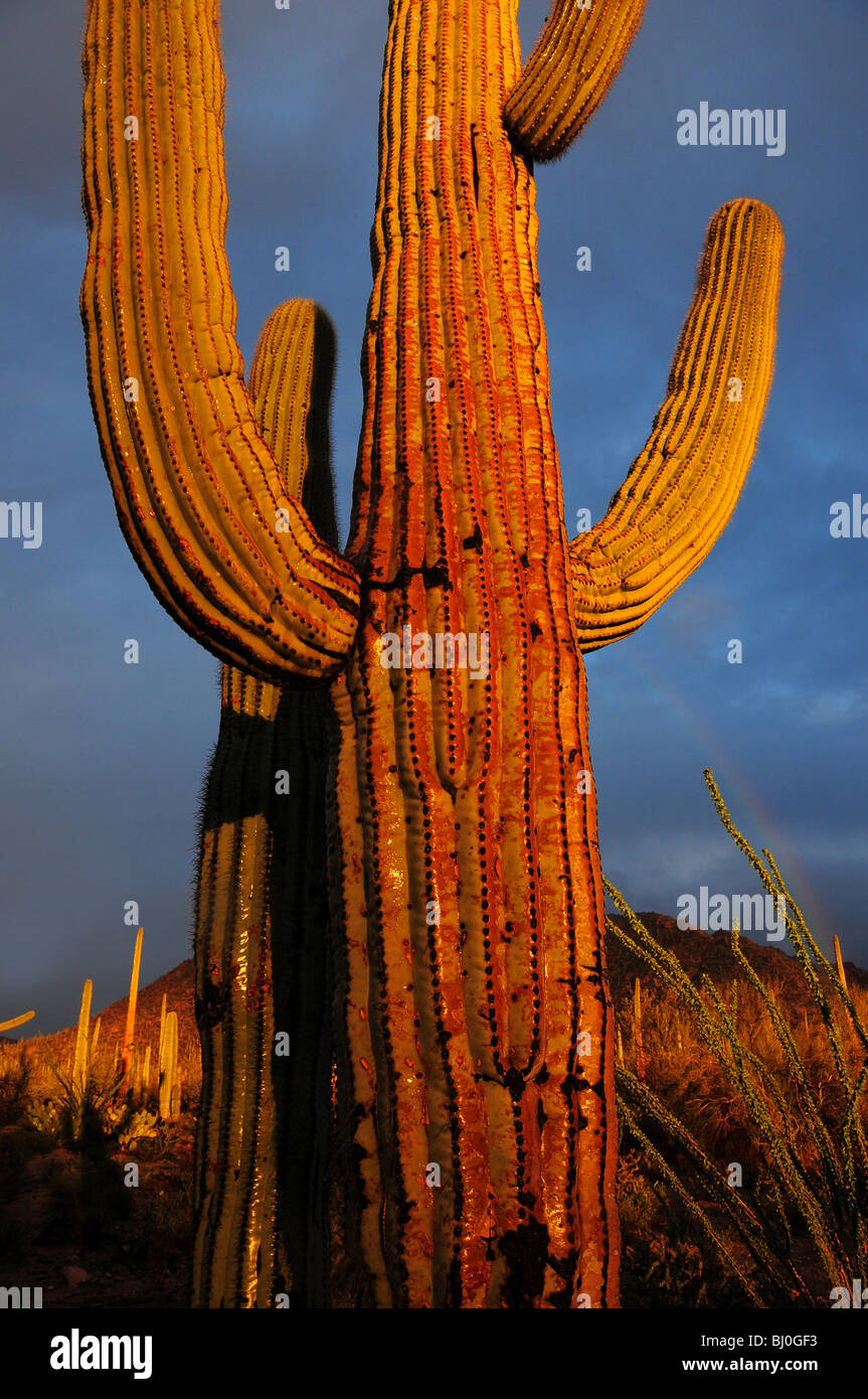 Saguaro cactus (Carnegiea gigantea) in Saguaro National Park are wet ...