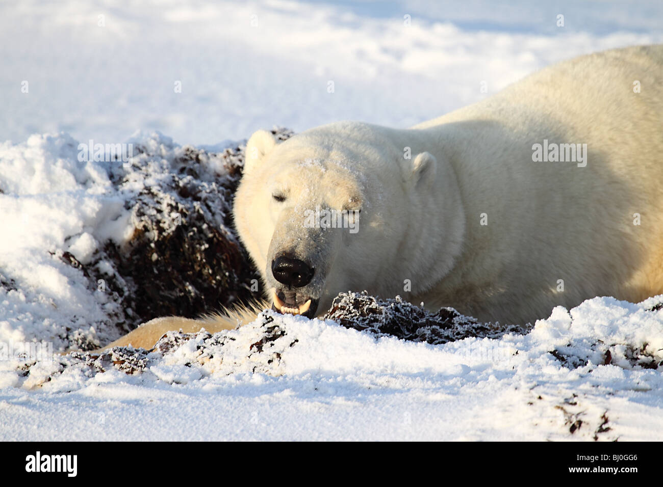 Polar Bear Male Portrait Stock Photo