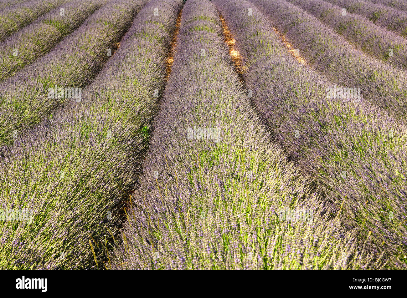Row cultivation of lavender near Sault, Provence, France Stock Photo