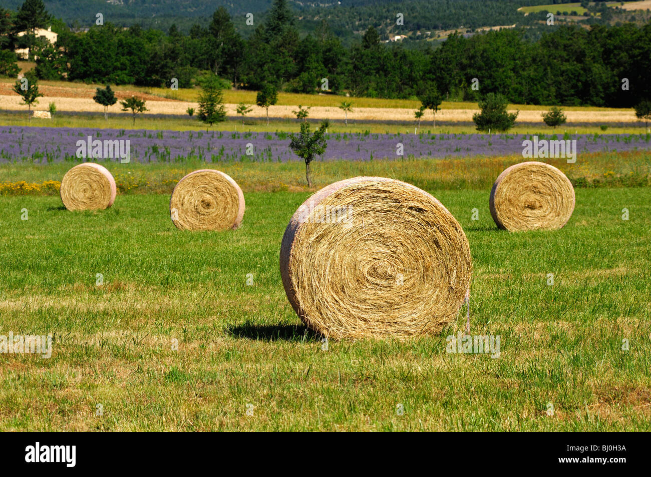 Round hay bales on a mowed meadow Stock Photo