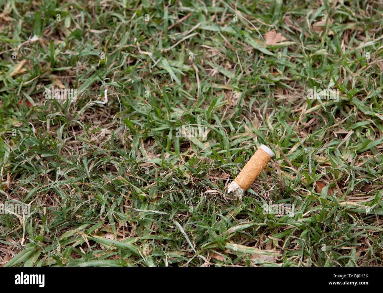 tobacco grass Cigarette butt on the grass Stock Photo