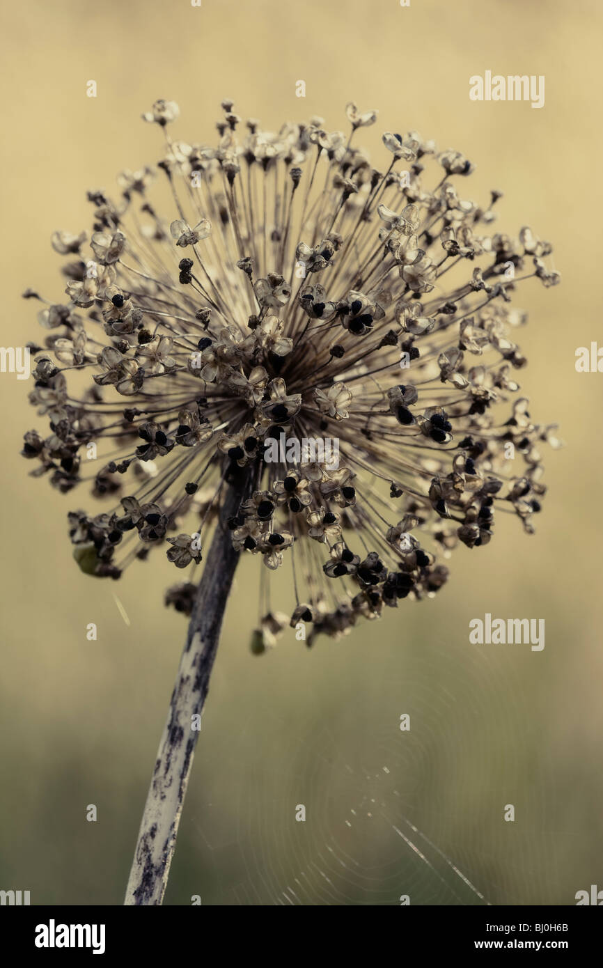 Allium seedhead,autumn Stock Photo
