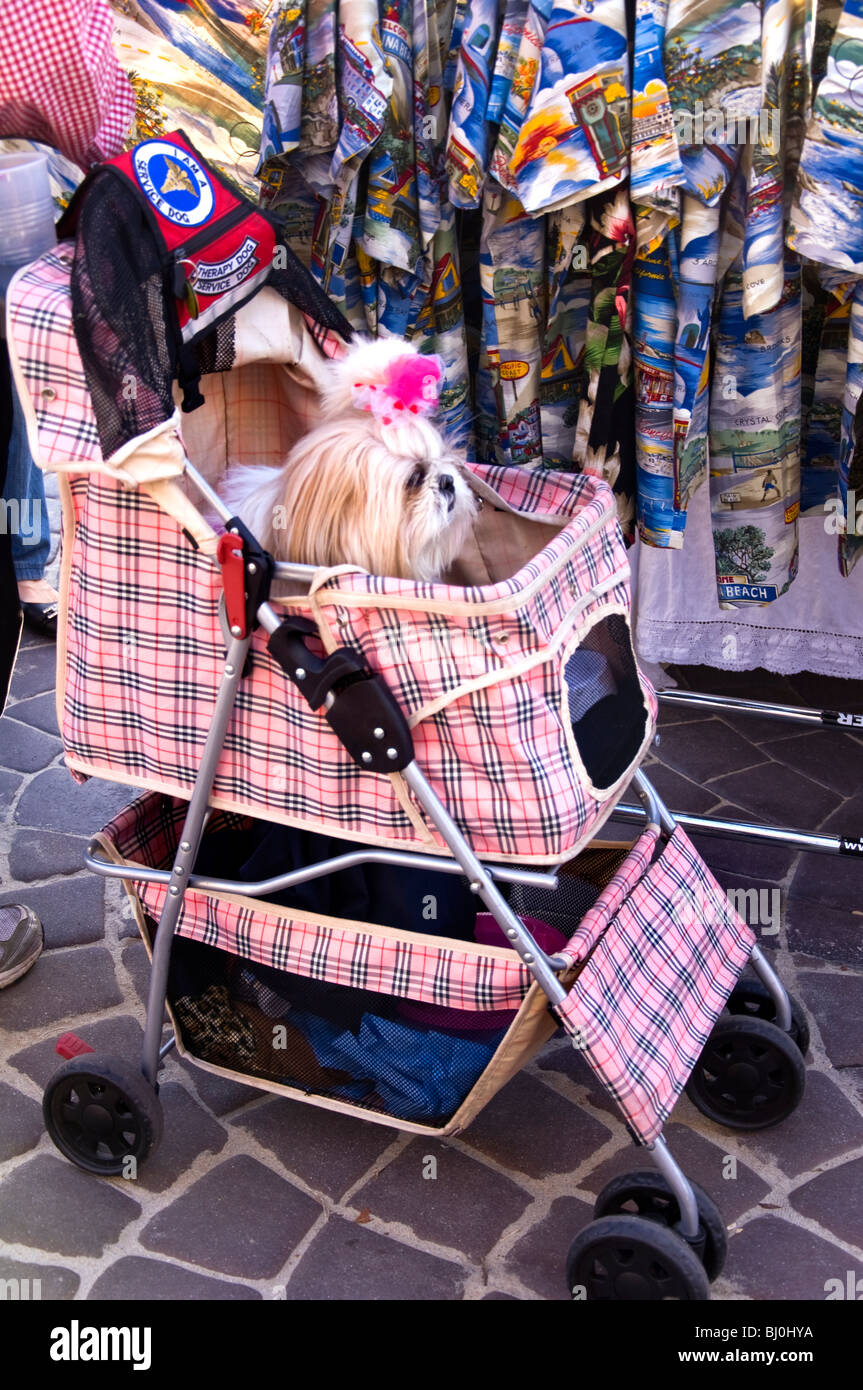 Dog In Baby Carriage Stroller Stock Photo