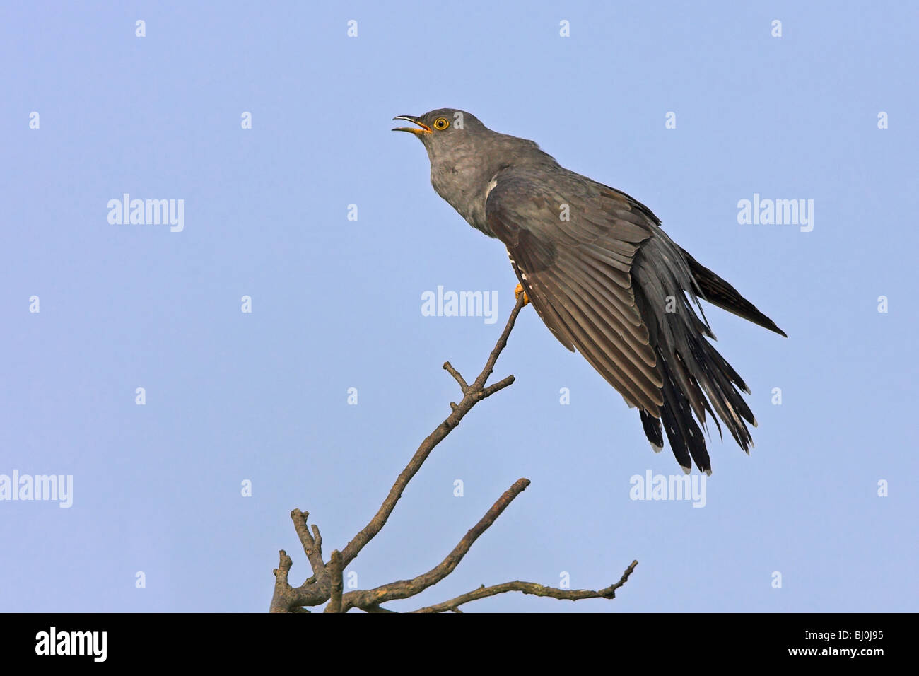 where-do-cuckoo-birds-live-hi-res-stock-photography-and-images-alamy