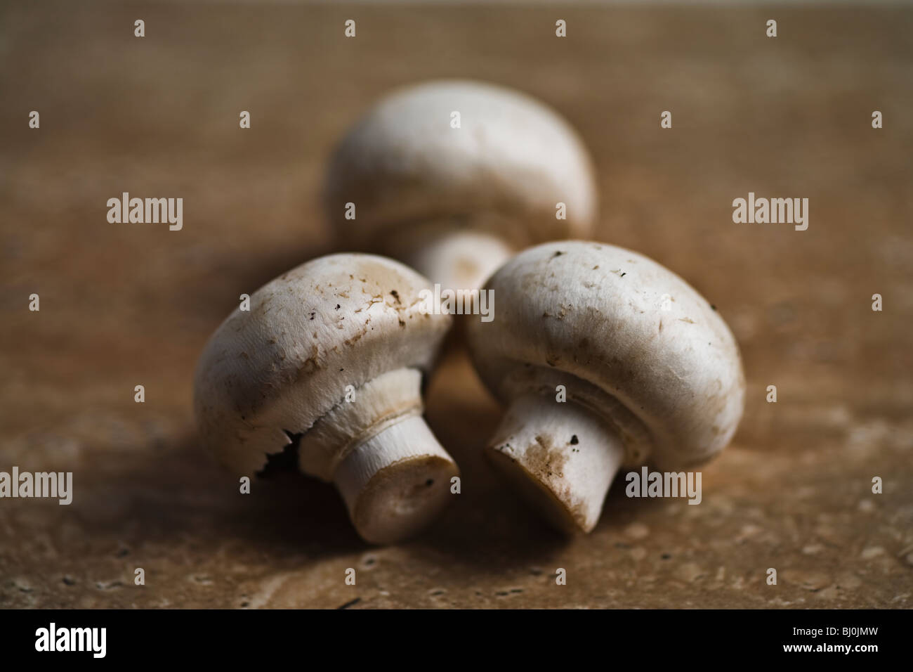 champignons Stock Photo