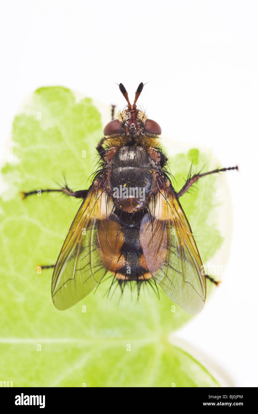 Tachinid Fly (Echinomyia fera) Stock Photo