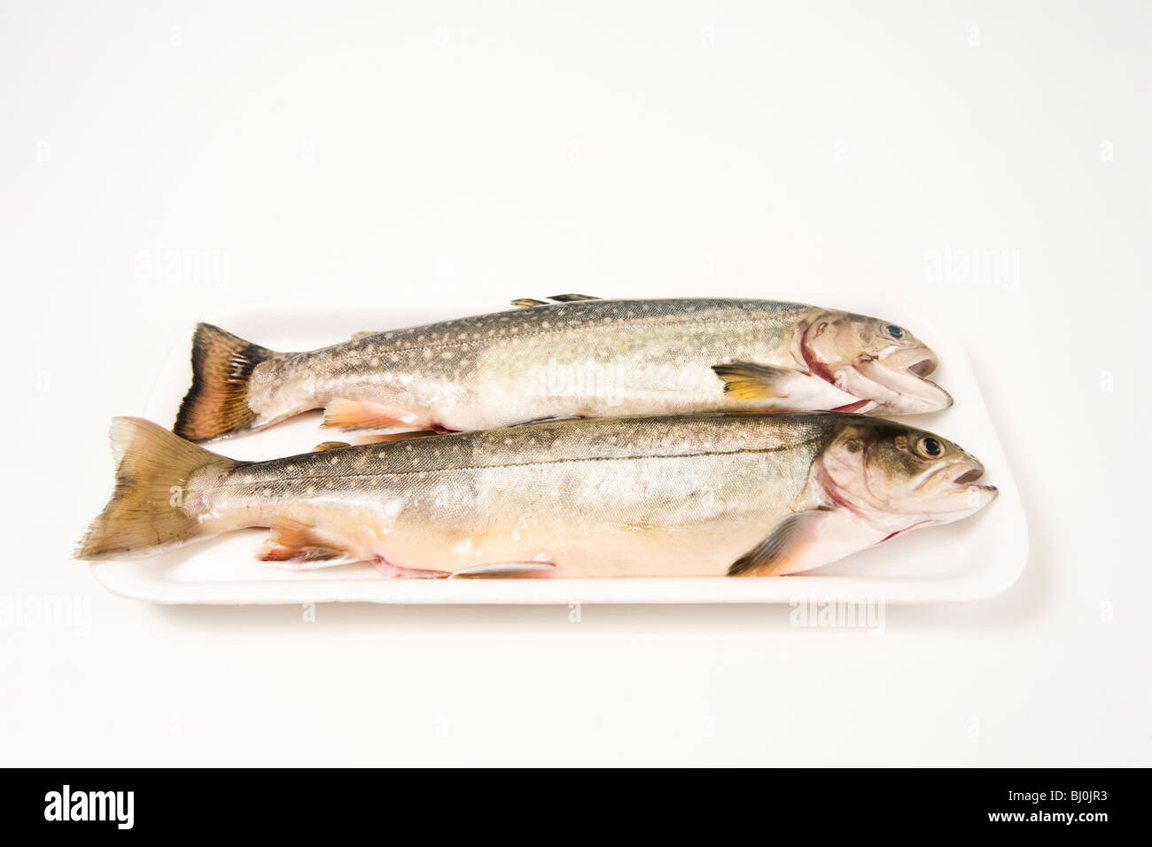arctic char ready to cook in a polystyrene packing Stock Photo