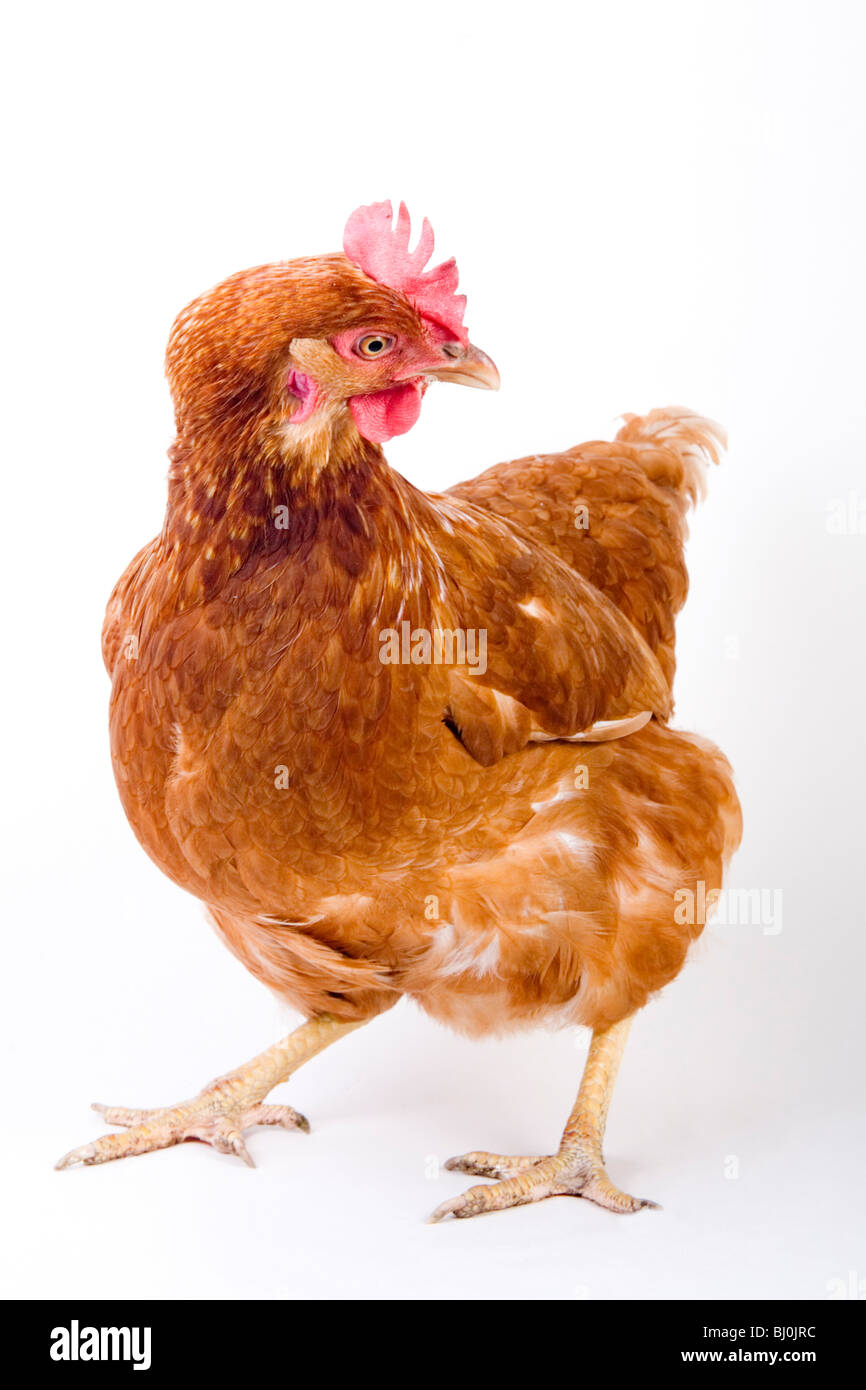 Agribusiness chicken hi-res stock photography and images - Alamy