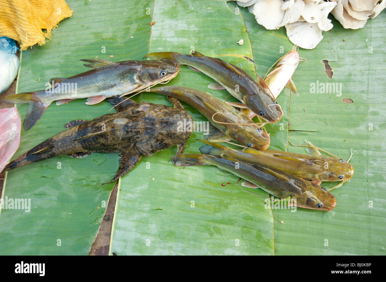 River catfish on a banana leaf in Luang Prabang's market Stock Photo