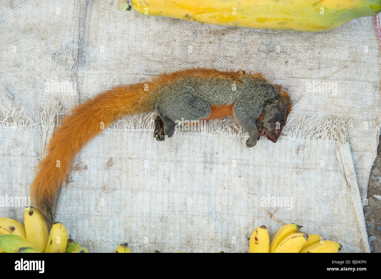 Red tailed squirrel on sale in Luang Prabang's food market Stock Photo