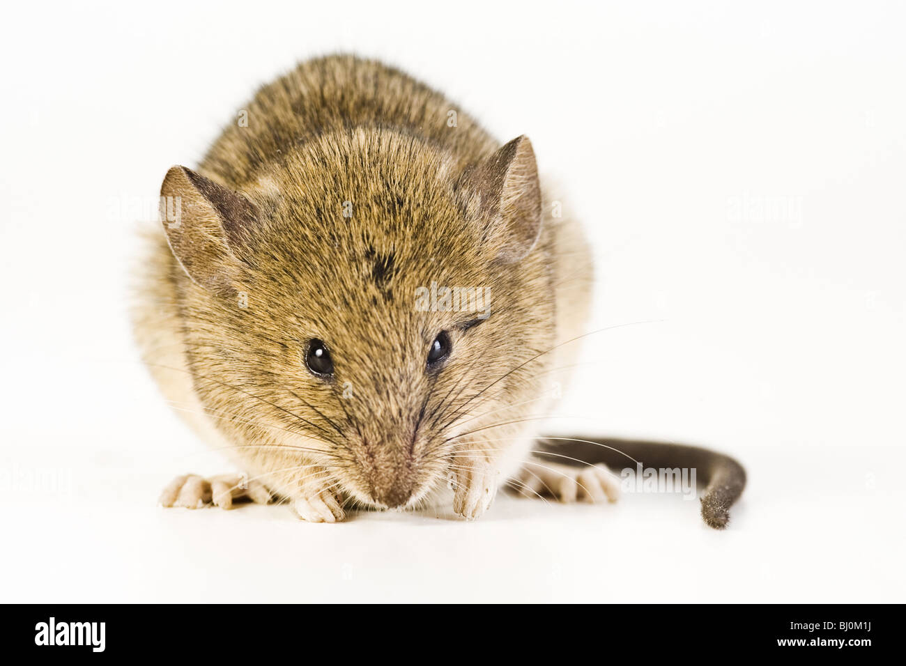 House Mouse (Mus musculus) Stock Photo
