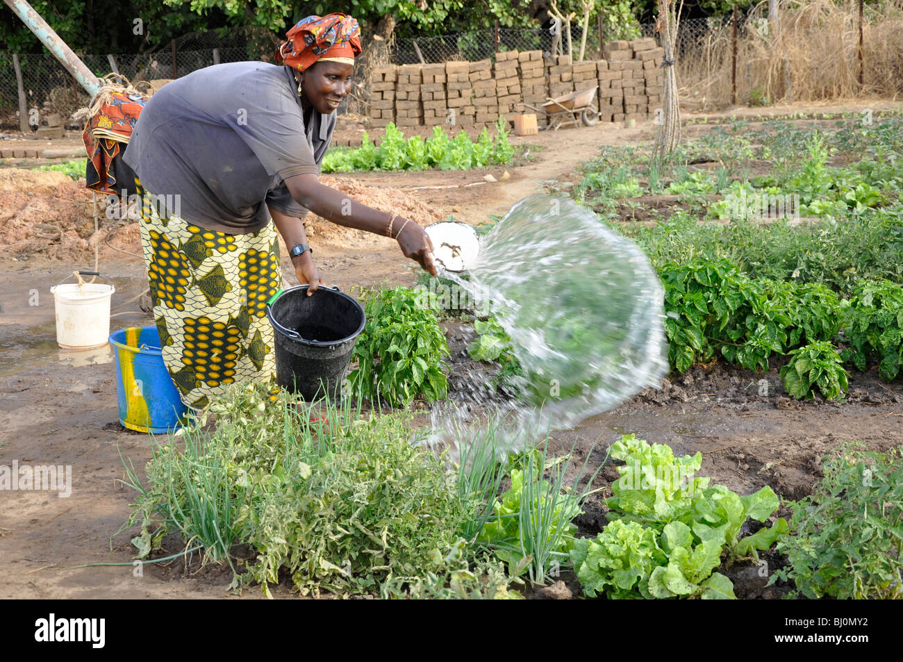 Tending The Vegetable Garden In The Gambia Stock Photo 28290614
