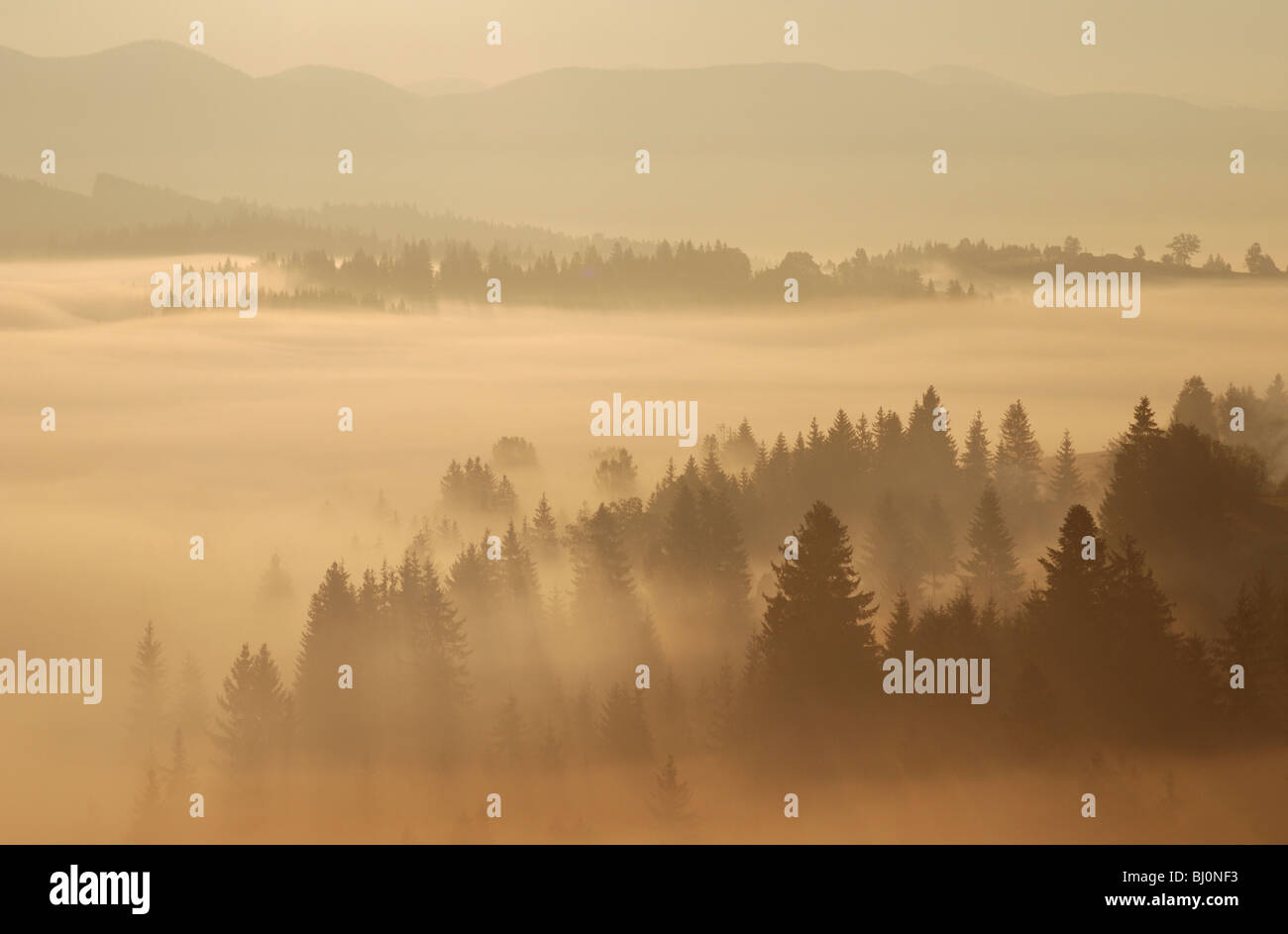 landscape in fog in carpathian mountains in the ukraine Stock Photo