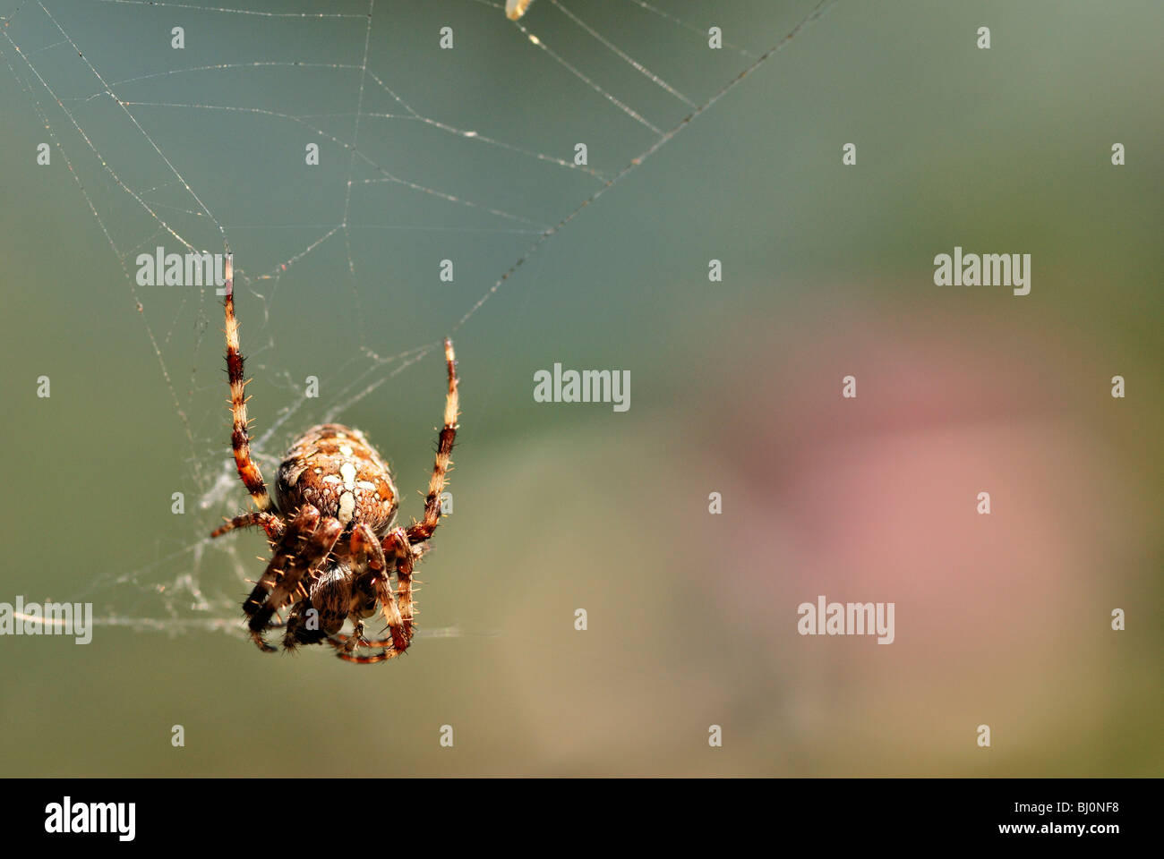 european garden spider Stock Photo